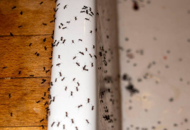 Pest Prevention Services in Yuma, AZ